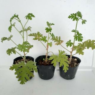 ローズゼラニウム 蚊連草 蚊嫌草 苗 ハーブ 植物 3株セット ⑤(その他)