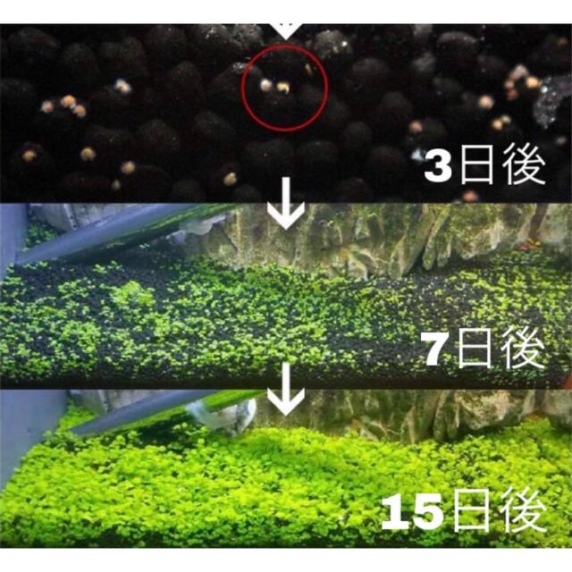 種から育てる水草　30㎝水槽用 その他のペット用品(アクアリウム)の商品写真