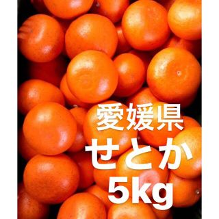 ちりみに様　愛媛県　せとか　柑橘　5kg(フルーツ)