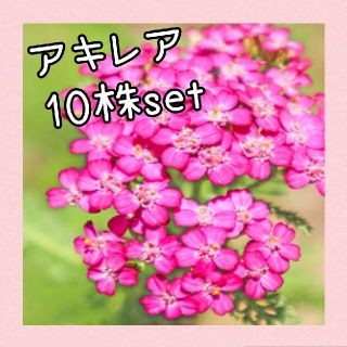 花苗 アキレア          ノコギリソウ 10株set(プランター)