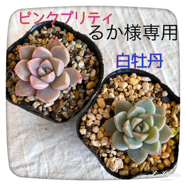 【多肉植物】ピンクプリティ 白牡丹 かわいい小苗 寄植えに 2個セット ぬき苗♪ ハンドメイドのフラワー/ガーデン(その他)の商品写真