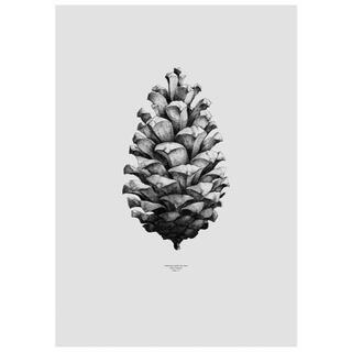 アクタス(ACTUS)の【Paper Collective】Pine Cone松ぼっくりポスター グレー(置物)