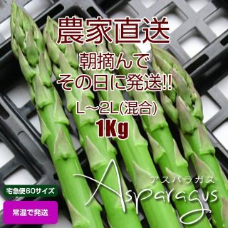 太アスパラガス 1kg 新鮮野菜(野菜)