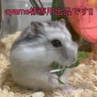 ayame様専用出品、おまとめフォロー割引きしています！小動物のおやつ(小動物)