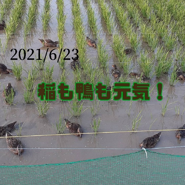 無農薬米新潟県産コシヒカリ20k