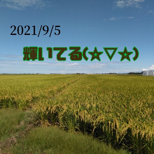 無農薬米新潟県産コシヒカリ20k