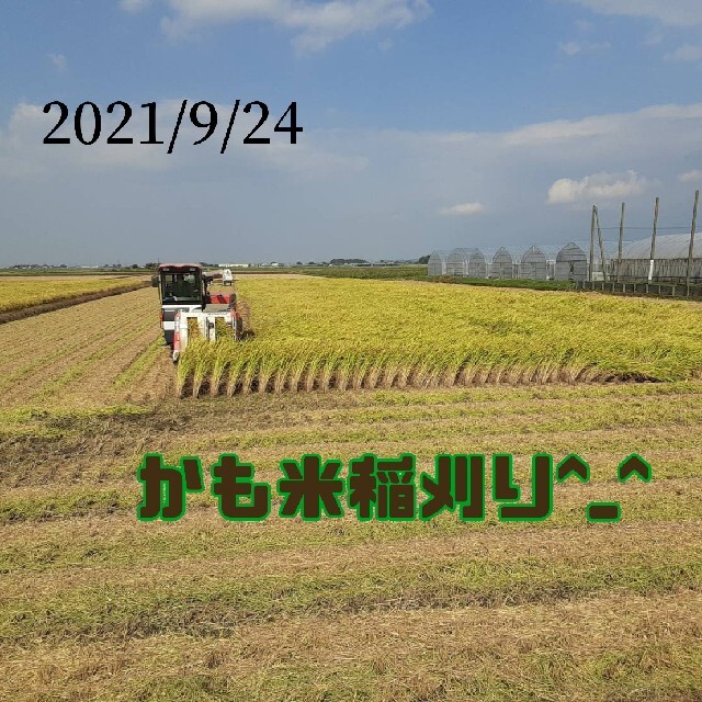 無農薬米新潟県産コシヒカリ20k