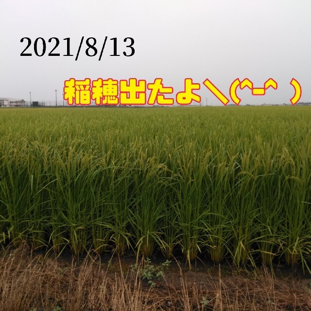 特別栽培米新潟県産コシヒカリ15k