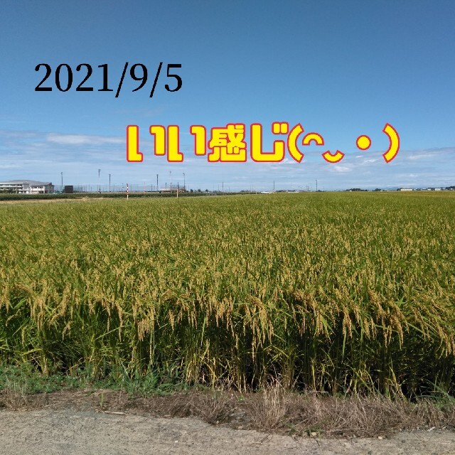 特別栽培米新潟県産コシヒカリ15k
