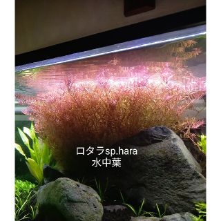 水草　 水中葉  ロタラsp.hara　10cm✕30本(アクアリウム)