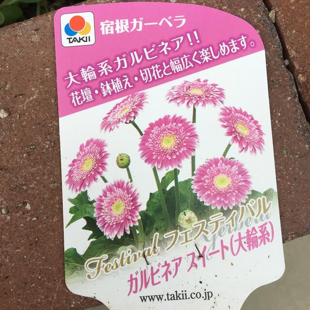 宿根　ガーベラ　種　３０個 インテリア/住まい/日用品のインテリア/住まい/日用品 その他(その他)の商品写真