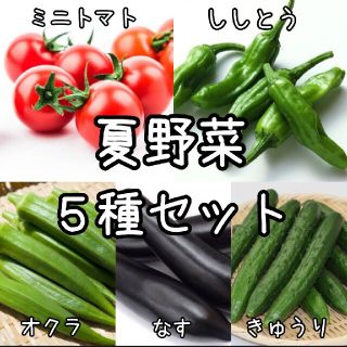 mi様専用 夏野菜 お花 ハーブ 種子 種(その他)