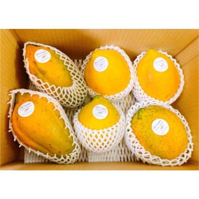 酵素摂取No.1の美容果実！沖縄産フルーツパパイヤ 1.5㎏ 無農薬！