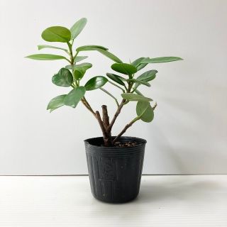 〈観葉植物〉バンさま専、プルメリアとパンダｶﾞｼﾞｭﾏﾙの苗おまとめ〈送料込み〉(その他)