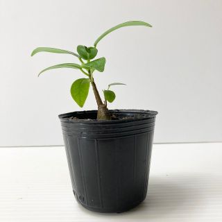 〈観葉植物〉沖縄から！種から育てたパンダガジュマルの苗〈送料込み〉(その他)