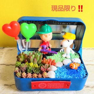 多肉植物の寄せ植え♡スヌーピーと魚釣り♡そのまま飾れる