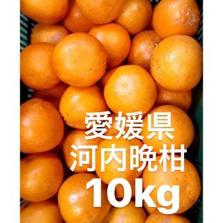 愛媛県産　河内晩柑　宇和ゴールド　ジュース用　柑橘　10kg(フルーツ)