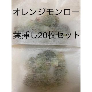 多肉植物オレンジモンロー葉挿し20枚セット(その他)