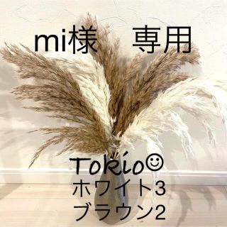 ふわふわ ボリューム満点　パンパスグラス プルームリード　MIX ５本セット(ドライフラワー)