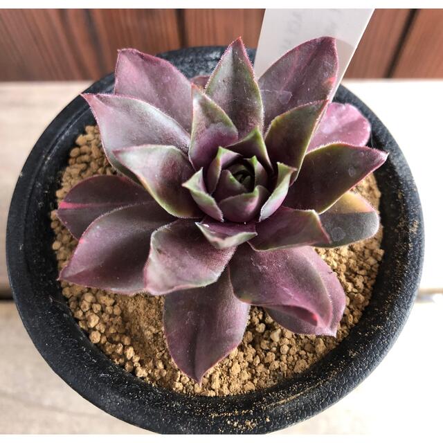 多肉植物 センペルビウム ストライカー錦 抜き苗 レアの通販 by 多肉植物 センペルビウム ストライカー錦 抜き苗 レアの通販 by