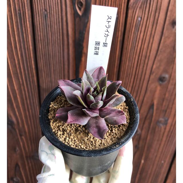 多肉植物 センペルビウム ストライカー錦 抜き苗 レアの通販 by 多肉植物 センペルビウム ストライカー錦 抜き苗 レアの通販 by
