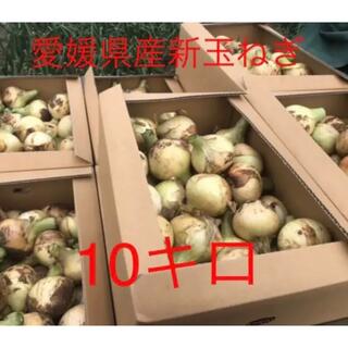 新玉ねぎ 極早生 無農薬 約10キロ 愛媛県産(野菜)