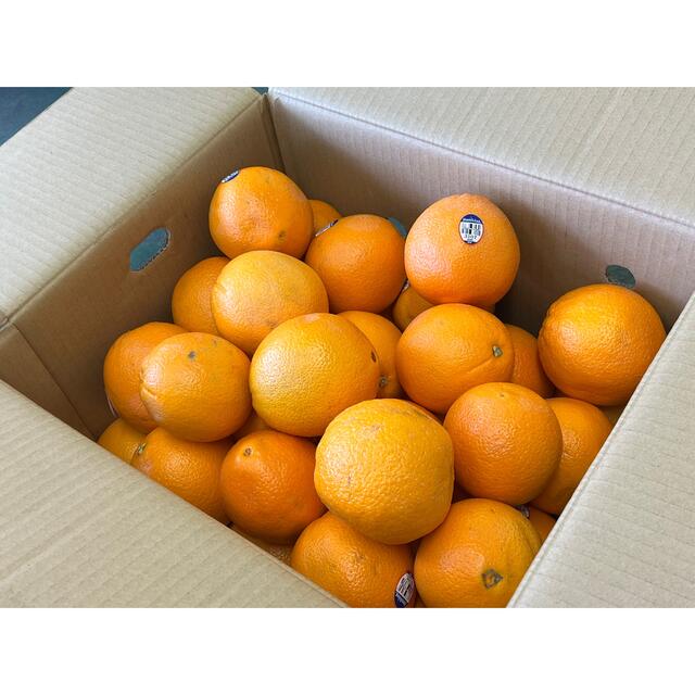 家庭用 オレンジ 箱込み3kg 食品/飲料/酒の食品(フルーツ)の商品写真