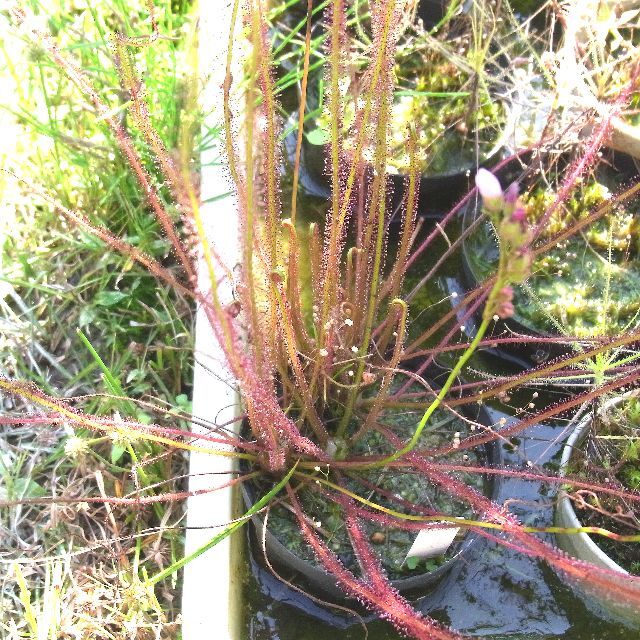 食虫植物　イトバモウセンゴケ・オールレッドの種　200粒+α ハンドメイドのフラワー/ガーデン(その他)の商品写真