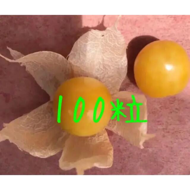 ゴールデンベリー　種　100粒＋品種不明食用ホオズキ種100粒＋食用ミニホオズキ 食品/飲料/酒の食品(野菜)の商品写真