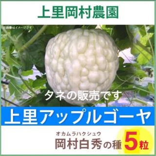 22403-61【種白5】上里岡村農園寅さんのアップルゴーヤ白秀のたね5粒(野菜)