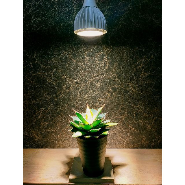 植物育成ライト 30W 4000K 3個 昼白色 太陽光 フルスペクトルLED