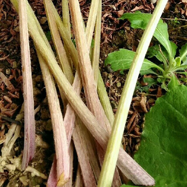 天然　ふき　農薬除草剤不使用 食品/飲料/酒の食品(野菜)の商品写真