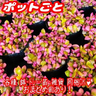 【ポットごと】桜吹雪 多肉植物 アナカンプセロス 紅葉 プレステラ プラ鉢(その他)