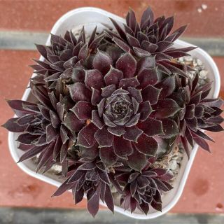 ☆。.:*Sempervivum 'Pacific Red Tide'☆。.:*(その他)