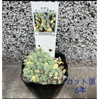 希少 多肉植物　セダム クリーム玉蛋白 5カット 5本 約1cm(その他)