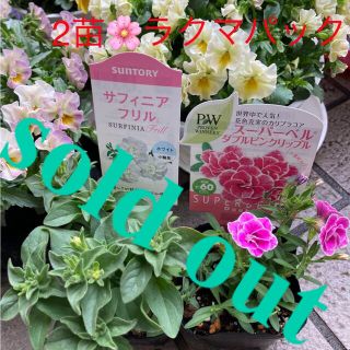 🌸sold out🌸《カリブラコア　ダブルピンクリップル》《サフィニアフリル白》(その他)