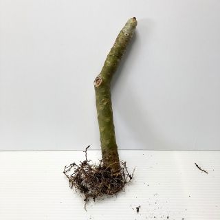 〈観葉植物〉沖縄から！プルメリアの抜き苗 2番〈送料込み〉(その他)