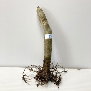 〈観葉植物〉沖縄から！プルメリアの抜き苗 5番(送料込み)(その他)