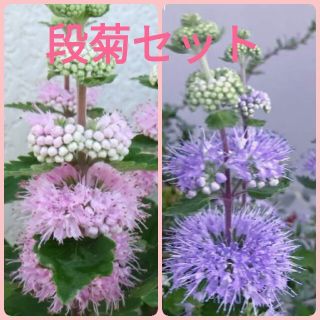 育て方付き❀面白い宿根草ですよ！フワフワ毎年咲く*段菊mix*花の種(その他)