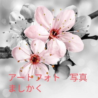 アートフォト　誕生花　さくら（４月）(アート/写真)