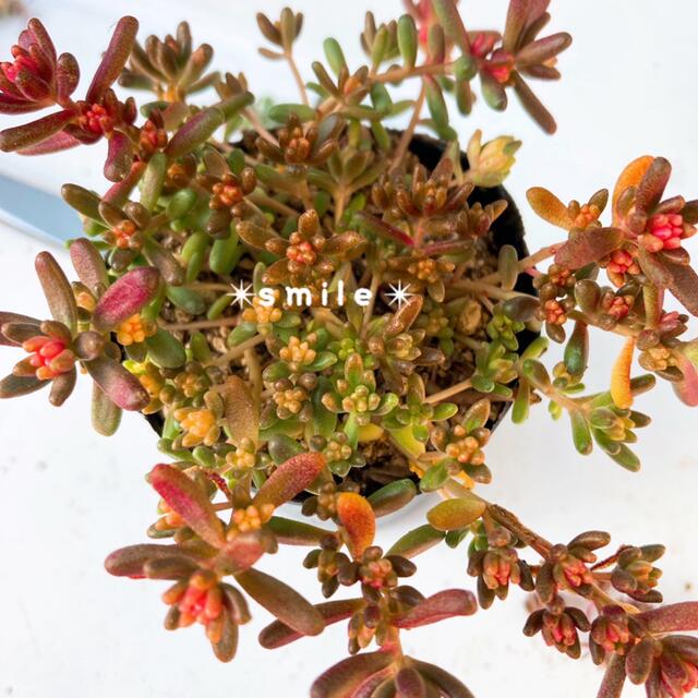 多肉植物　セダム　ベッラデインヴェルノ　抜き苗 ハンドメイドのフラワー/ガーデン(その他)の商品写真