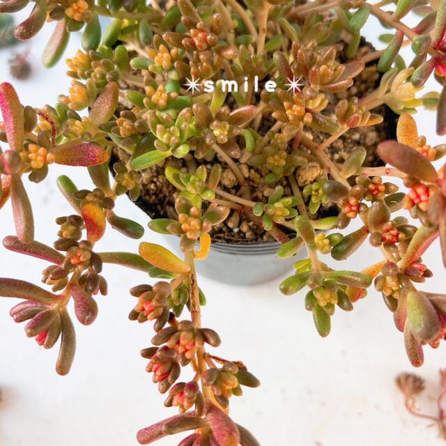 多肉植物　セダム　ベッラデインヴェルノ　抜き苗 ハンドメイドのフラワー/ガーデン(その他)の商品写真