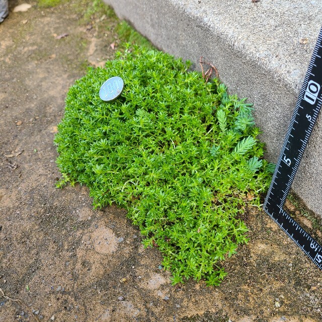 多肉植物　セダム　ドーム型　メキシコ万年草⛰️ ハンドメイドのフラワー/ガーデン(その他)の商品写真