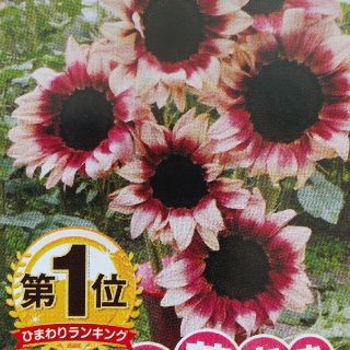 花の種        プロカットプラム(その他)