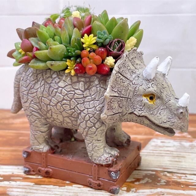 多肉植物　寄せ植え ハンドメイドのフラワー/ガーデン(その他)の商品写真