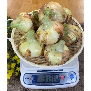 超極早生 新玉ねぎ3kg【淡路島より旬をお届け】(野菜)