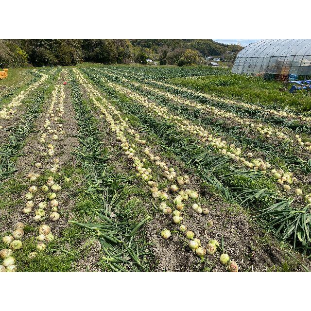 超極早生 新玉ねぎ3kg【淡路島より旬をお届け】 食品/飲料/酒の食品(野菜)の商品写真