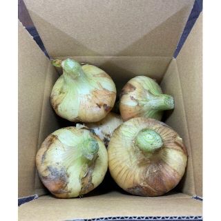 超極早生 新玉ねぎ3kg【淡路島より旬をお届け】(野菜)