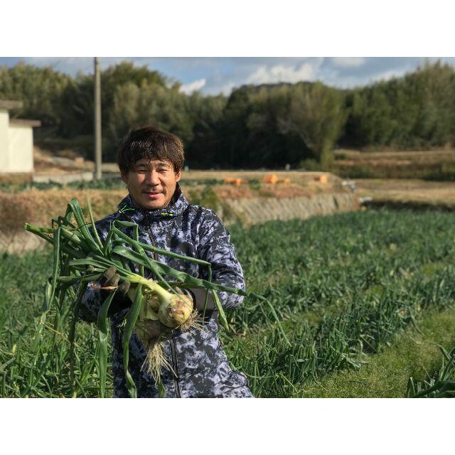 超極早生 新玉ねぎ5kg【淡路島より旬をお届け】 食品/飲料/酒の食品(野菜)の商品写真