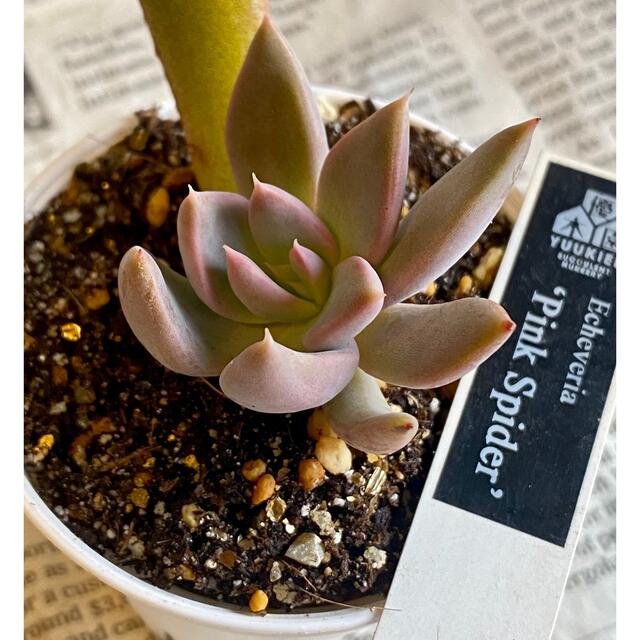 多肉植物 優木園苗(札なし)☆ピンクスパイダー 葉挿し苗の通販 多肉植物 優木園苗(札なし)☆ピンクスパイダー 葉挿し苗の通販